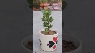 small pot banana sikhe #beautiful #pot #proportion #jadeplant #gardening #ytshorts