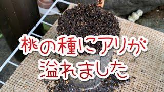 【活かす暮らし】食べた桃の種を植えたらアリの大群＋柴犬　So many ants clustered on a peach seed +Shibainu¶keet