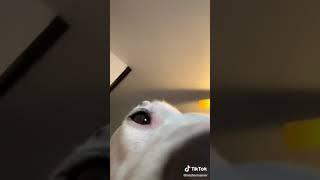 Dmitry Pepper - #dog