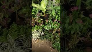 Nursery //visit collect beetle leaf plant #arts college opposite🪴