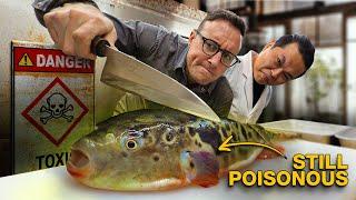 Poisonous Pufferfish Is a Lie!! The Truth Behind Japan’s Most Dangerous Fish