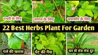 22 Best Herbs Plant For Garden || यह 22औषधीय पौधे गार्डन में जरूर लगाएं || Home Garden