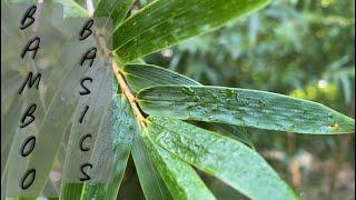 Best Bamboo For Your Farm? #FLORIDAEDITION