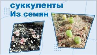 суккуленты из семян. все просто!