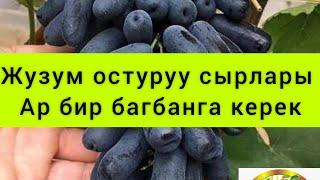 Жузум остуруу сырлары 0773456707