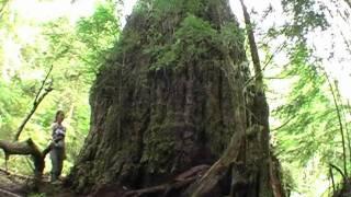 World's Largest Douglas-fir Tree - The Red Creek Fir!