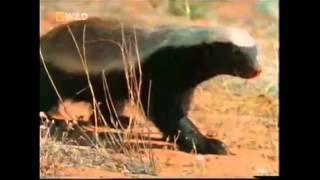 The Crazy Nastyass Honey Badger (original narration by Randall)