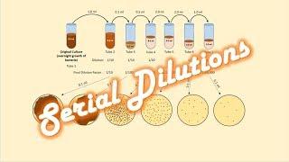 Serial Dilutions of a Bacterial Culture