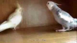 Kill Bill Cockatiel