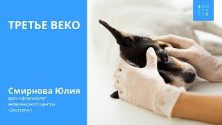 Третье веко у собак и кошек