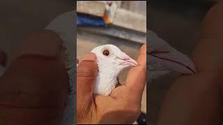 #pigeon#kabootar#️ all India only one kabootar ️ WB PIGEON FLY️