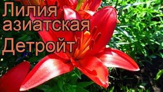 Лилия азиатская Детройт (lilium asiatic detroit)  Детройт обзор: как сажать, луковицы лилии Детройт