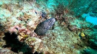 West Palm Beach Reef Diving 9.23.18