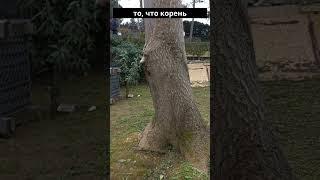 Древо Жизни #turbereg #treeoflife