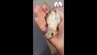 Тушканчик/Jerboa!