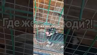 День Добрых Дел для ПОДОБРАННЫХ ХВОСТИКОВ/ КЛИПСА ЛАЙФ