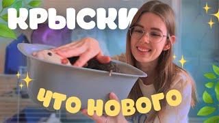 ЧТО У НАС НОВОГО: НОВЫЙ ДОМИК, ВКУСНЯШКИ, ЗАБОЛЕЛИ ВСЕ КРЫСЫ