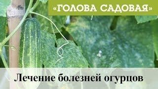 Голова садовая - Лечение болезней огурцов