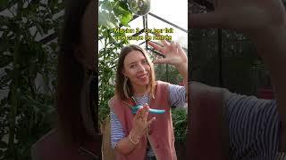 Opération sauvetage des plantes au retour des vacances 🪴