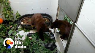 Bear Cub Brothers Separated For Months Can't Stop Hugging Each Other  | The Dodo Saving The Wild