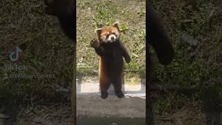 Baby, Daddy is back!#fy #fyp #trending #cute #redpanda #lovely #family