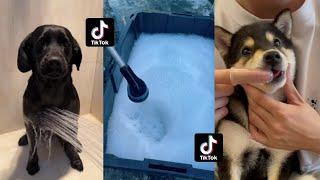 Satisfying Dog Bath Day ASMR Tiktok Compilation | Bubbles Asmr