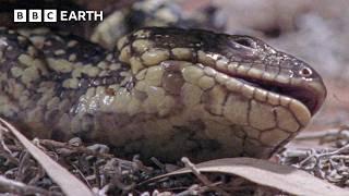 Shingleback Lizard Gives Birth To Live Babies In The Wild | BBC Earth