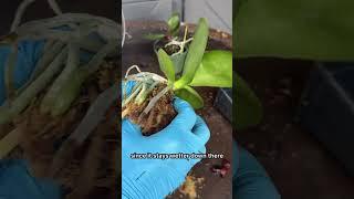 This is how to deal with exposed roots on your orchid