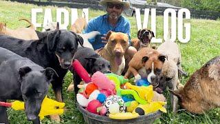 Dog Toys Generously Donated | My Life Vlog as a Veteran with Lots of Dogs - Dog Farm Australia