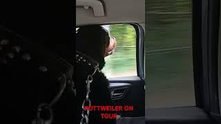 Rottweiler Has the Best Day Ever