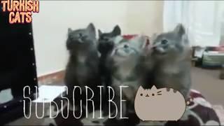 Котята танцуют | Kittens are dancing | Yavru kediler dans ediyor | Мышыктар бийлеп жатышат