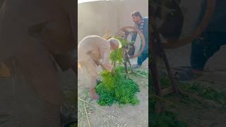 Real Simple Village Life in Punjab Pakistan #villagelife #shorts