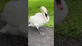 Swanmama Good example/ #cygnets try new food