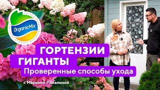 Гортензии гиганты! Проверенные способы посадки и ухода за гортензиями. Марина Рыкалина советует!