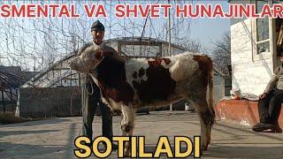 Smental va shvet HUNAJINLAR sotiladi