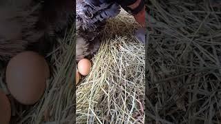 Water For The Baby! #WhittAcres #homesteadinglife #enjoynaturetoday