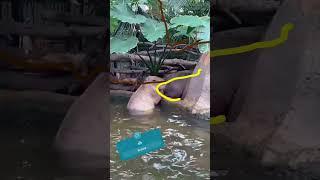 Capy Moments! Sus Capybara swimming. #capybara #masbro #capivara #kapibara