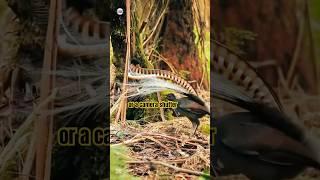 The Lyre Bird | King of Mimics | #AnimalKingdom #Shorts #Wildlife
