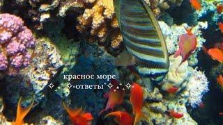 words of wonders египет красное море ответы