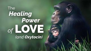 CARTA: The Healing Power of Love: The Oxytocin Hypothesis