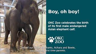 Boy, oh boy! Welcome Xerxes, the OKC Zoo's first ever male Asian elephant calf