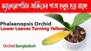 ফ্যালেনোপসিস অর্কিডের নিচের পাতা হলুদ হয়ে যাচ্ছে // Phalaenopsis Orchid Lower Leaves Turning Yellow