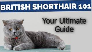 British Shorthair Cat 101 - Your Ultimate Guide