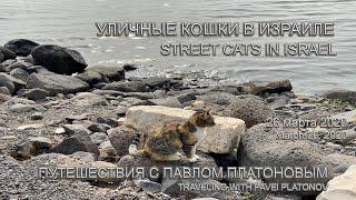 Уличные кошки в Израиле | Street cats in Israel