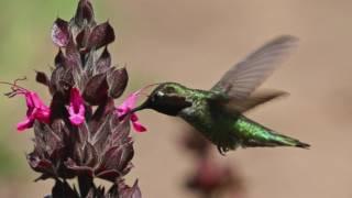 Botany Documentary: Salvia spathacea