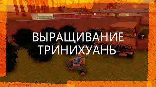 GTA SAMP | Выращивание тринихуаны часть первая | TRINITY RP