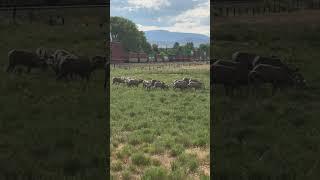 Bighorn Sheep in Canada | Quick Wild Encounter