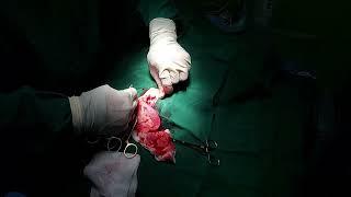 Canine Spay/Cystotomy