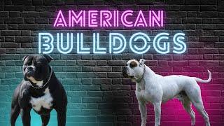 Breeder Profile 002: Vito Alu - American Bulldogs Part 2