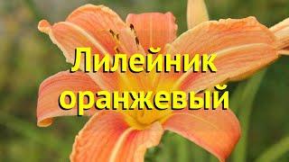 Лилейник оранжевый. Краткий обзор, описание характеристик, где купить рассада hemerocallis